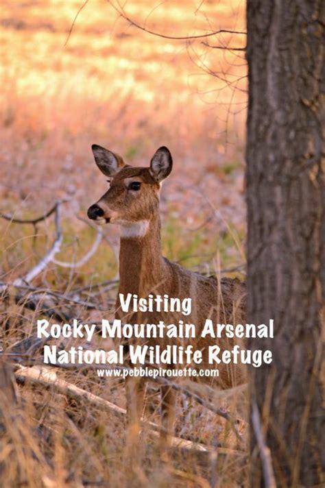 Rocky Mountain Arsenal National Wildlife Refuge Pebble Pirouette
