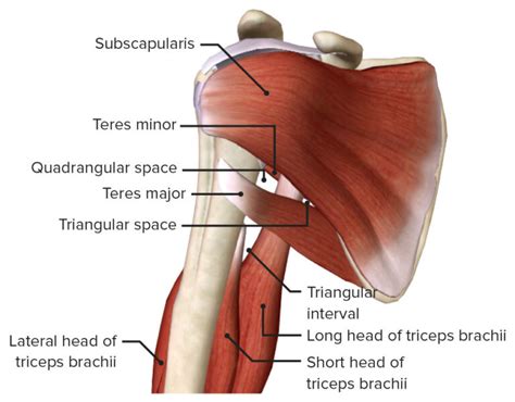 Axilla And Brachial Plexus Anatomy Concise Medical Knowledge