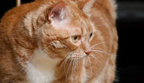 He just went for a vaccination/checkup and weighed in at 7.3 kg. How to Cope With Grief When A Cat Dies — 5 Useful ...