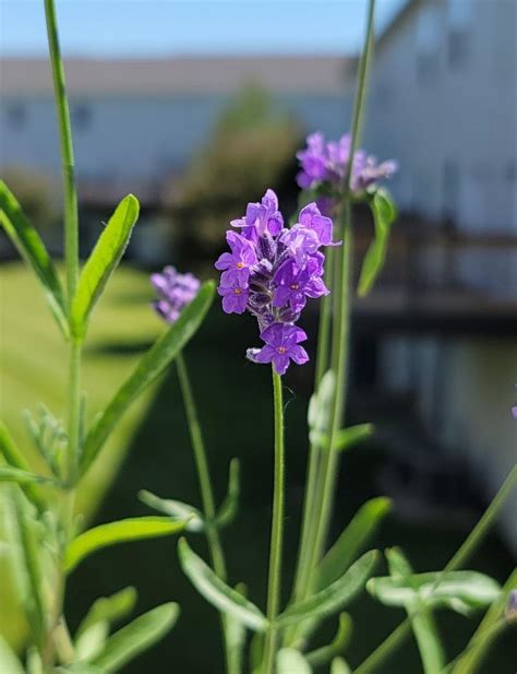 English Lavender Lavandula Angustifolia Vicenza Blue In The