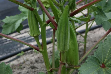 To grow tomatoes indoors, first fill seedling starter trays or other small containers with potting soil and plant tomato seeds in them. How to Grow Okra from Seed Easily in Your Own Home ...
