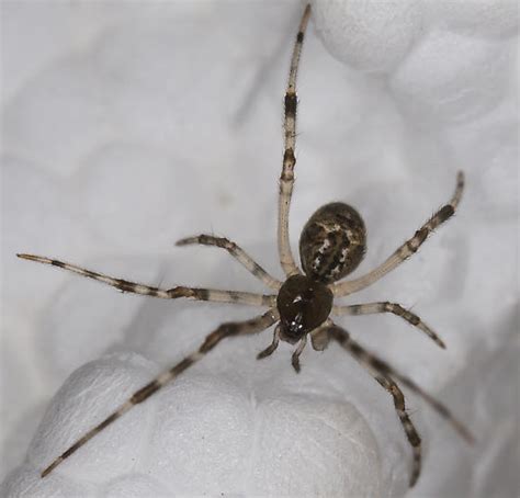 Bandw Spider Parasteatoda Tepidariorum Bugguidenet