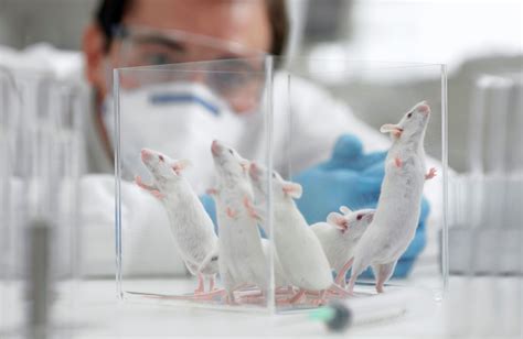 Em Um Laboratório Um Pesquisador Realizava Experimentos Com Ratos