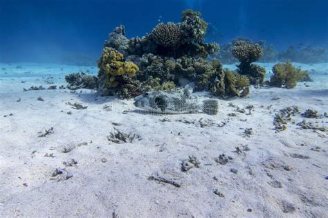 Colorful Coral Reef At The Bottom Of Tropical Sea Hard Corals And