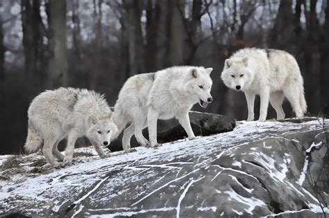 White Wolf In Snow Wallpaper ~ Wolf Wallpaper