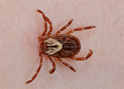 Always Check For Ticks After Outdoor Summer Activities Mississippi