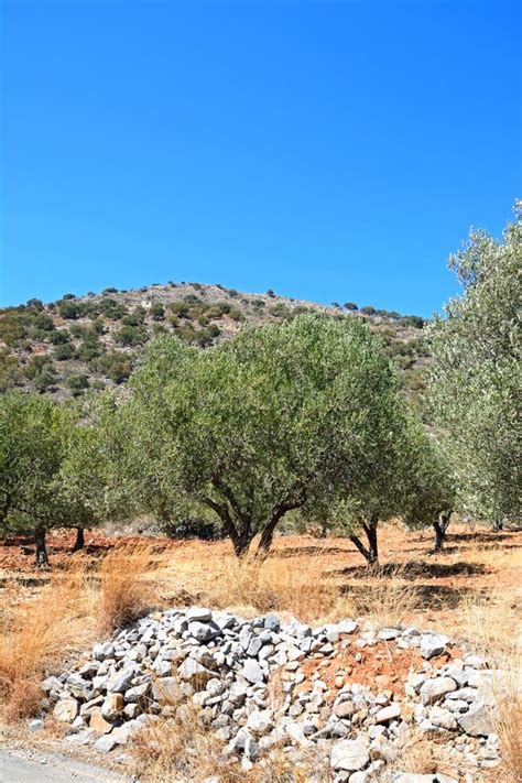 Olive Grove With Red Soil Bornos Spain Stock Photo Image Of Blue