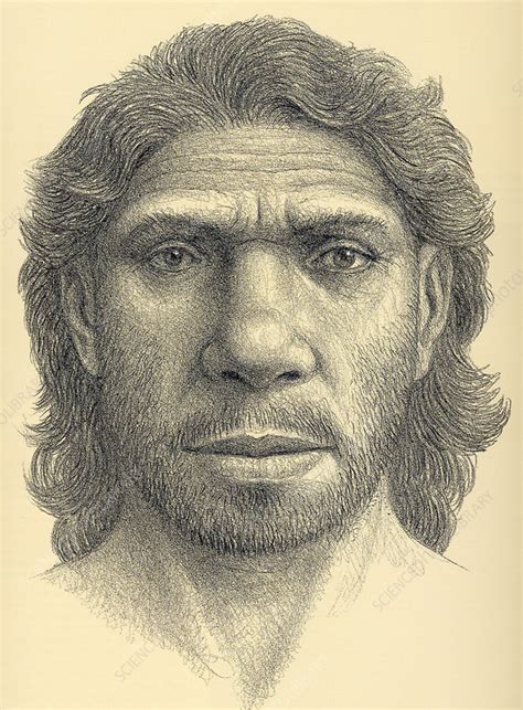 Homo Heidelbergensis Male Stock Image E4380160 Science Photo Library