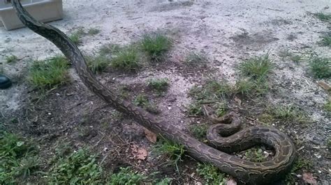 Invasive Rock Pythons South Floridas Newest Threat Nbc 6 South Florida