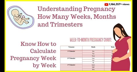 When To Start Counting Pregnancy Weeks Critical Periods Of