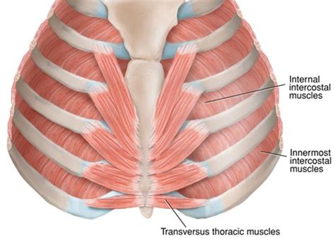 The names of all the muscles in the body and all other anatomical terms were established at three congresses in basel ˈba:zal, jena ˈjena: and paris the parenchyma or proper substance of the lungs consists of the bronchial tree with elastic tissue and vessels. Innermost intercostal muscle :- Samarpan Physiotherapy Clinic Ahmedabad