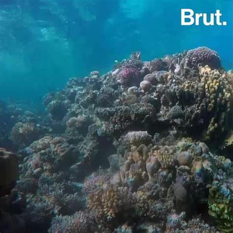 The Gulf Of Aqaba A Coral Reef Resisting Global Warming Brut