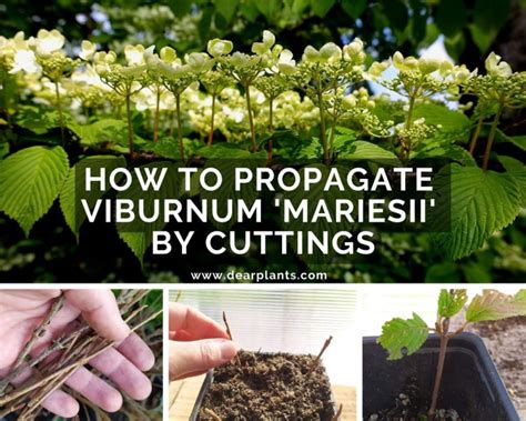 How To Propagate Viburnum Mariesii By Cuttings Dear Plants