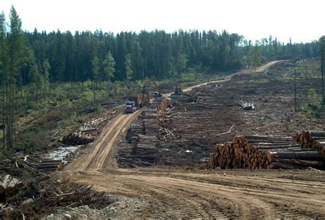 Forest Industry Archives Boreal Forest