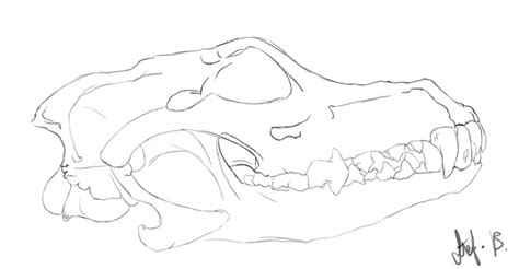 Wolf Skull Study By Nightspiritwing On Deviantart