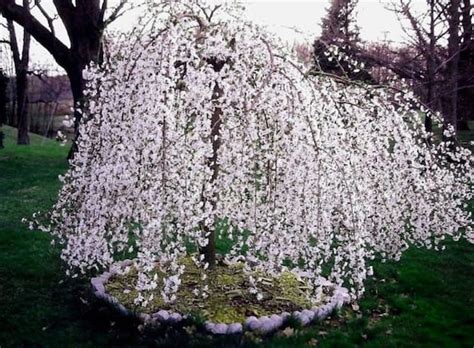 Weeping Cherry Tree Etsy