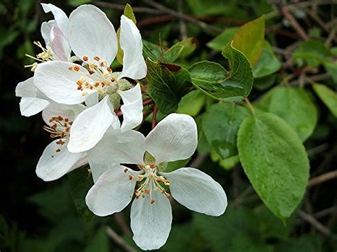 Crab Apple Malus Sylvestris Hedge By Stoney Bridge Old F Flickr