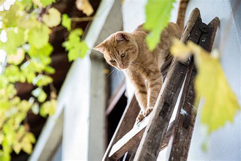 Best Farm Cat Stock Photos Pictures And Royalty Free Images Istock