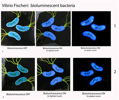 Vibrio Fischeri Bioluminescent Glass Panels By Trilobiteglassworks On