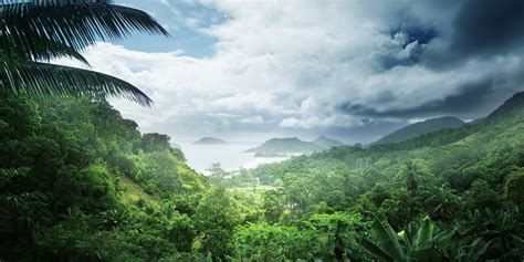 50 Dados Incríveis Sobre As Florestas Tropicais InfogrÁfico