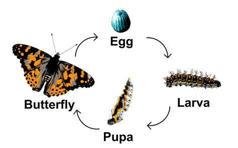 Stages Of Butterfly Life Cycle Images And Photos Finder
