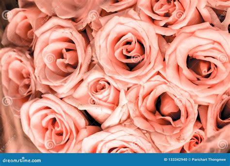 Close Up Of Pink Pastel Rose Flower Bouquet With Pink Petal Rose Best
