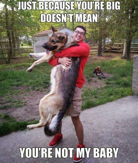 30 Of The Best Big Dog Memes Lovely Animals World Cuteanimals Best