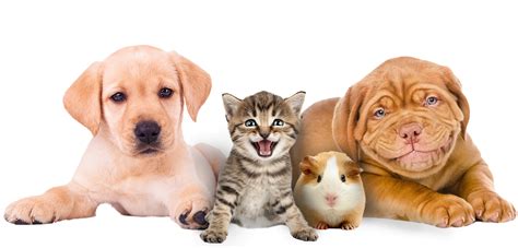 Veterinary doctor kothrud pune | Pet doctor | Veterinary clinic | Animal clinic