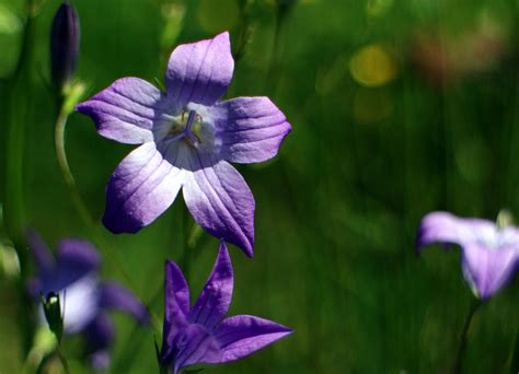 Free Images Nature Blossom Star Purple Petal Bloom Botany Blue