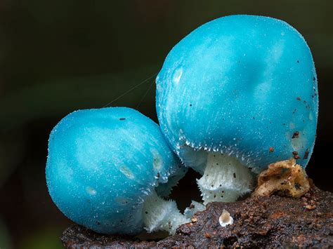Photos Of Extremely Unusual Mushrooms And Other Fungi By Steve Axford