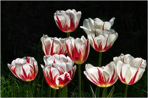 Banco De Imágenes Gratis 30 Fotos De Tulipanes En Varios Colores Para