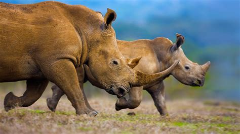 Rhinoceros Charging Farm Animals Animals And Pets Cute Animals Wild