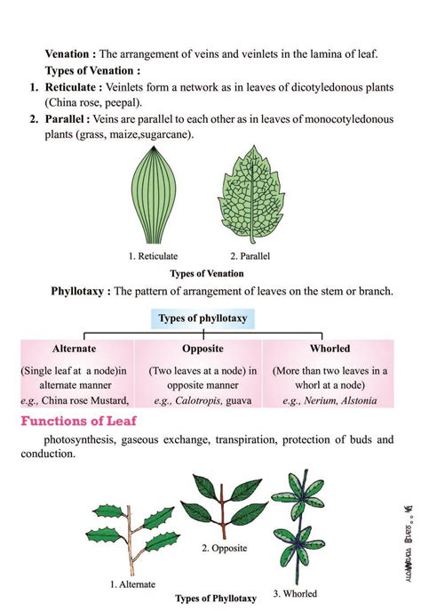 Cbse Notes Class Biology Morphology Of Flowering Plants Aglasem Sexiz Pix