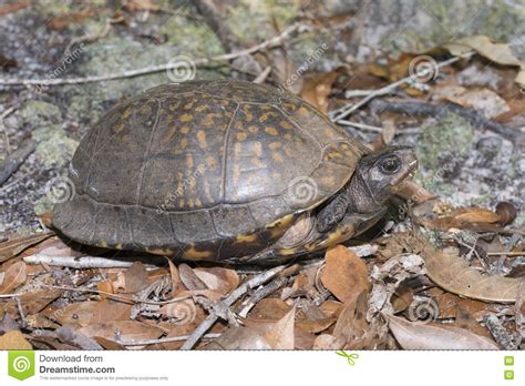 Maybe you would like to learn more about one of these? Gulf Coast box turtle stock photo. Image of shel, tortoise ...