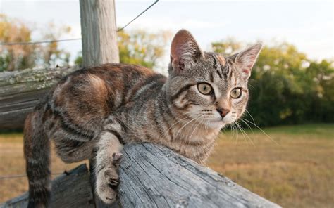 Barn Cats Are Proven Assets On The Farm Grit