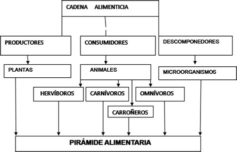 Mapa Conceptual Cadena Alimenticia Png Mapa Mentos Images And Images And Photos Finder