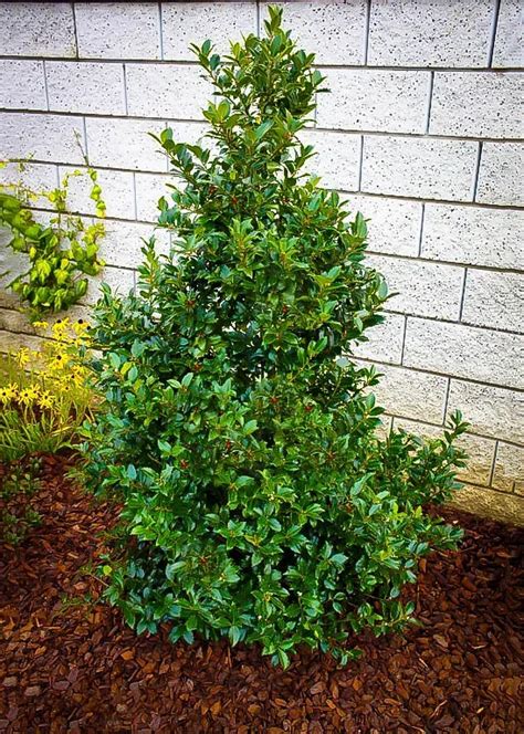 Blue Maid Holly Bushes For Sale The Tree Center