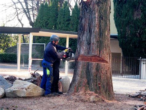 Abbattimento Alberi L Albero Maestro