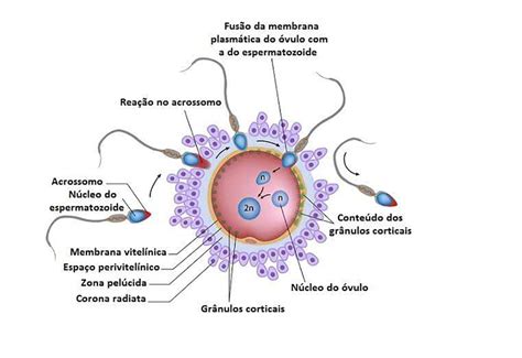 Qual é A Diferença Entre Fertilização Externa E Fertilização Interna