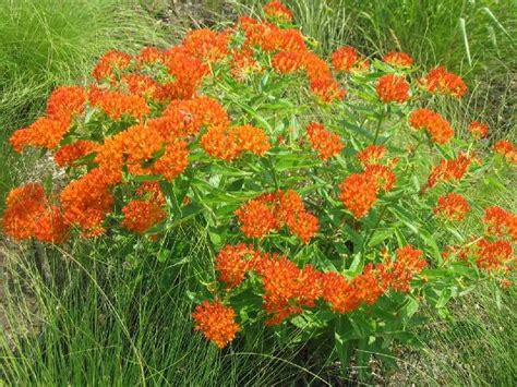 Butterfly Weed Asclepias Tuberosa Garden ⊱ Fl Wers Flowers Perennials Butterfly Weed Sun