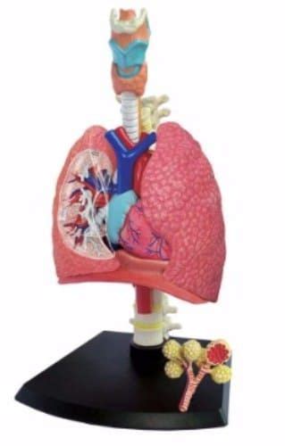 Maqueta Del Sistema Respiratorio Humano Con Material Reciclable