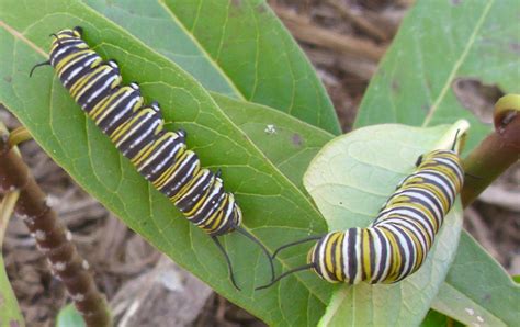 Monarch Caterpillars Whats That Bug