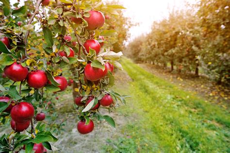 Last Chance Autumn Fun 3 Apple Orchards Near The Twin Cities Sela