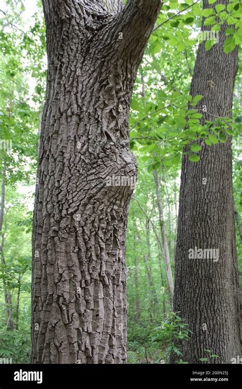 A Large Bump On A Tree Trunk Stock Photo Alamy