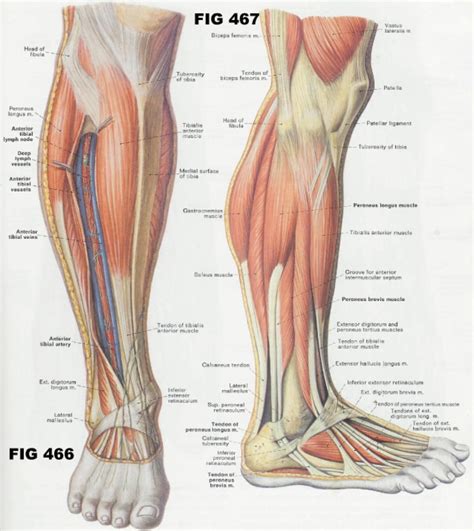 The fibers of the external intercostals run from upper to lower and from posterior to anterior. Pin by Luckle on Anatomy and Figure | Leg muscles anatomy ...