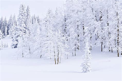 Winter Wonderland Afbeeldingen Beelden En Stockfotos Istock