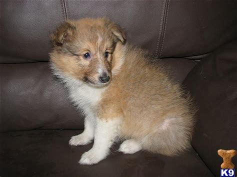 The shetland islands are rocky, so they were inaccessible for a long time, which kept shelties relatively isolated. Sheltie puppies for sale 20623