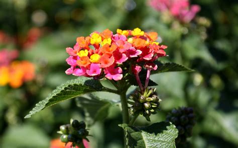 Cluster Of Orange Pink And Yellow Flowers Background Image Wallpaper