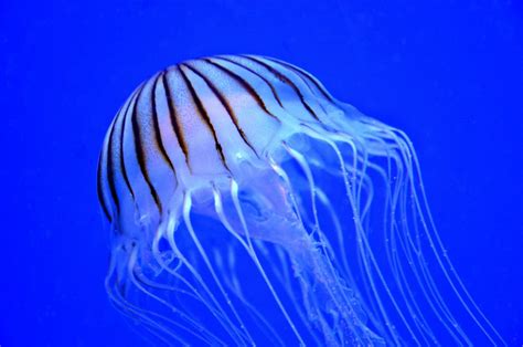 Free Images Sea Nature Ocean Wildlife Underwater Jellyfish