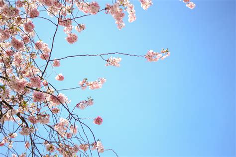 Free Stock Photo Of Blossom Blue Blue Sky